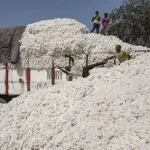 La filière cotonnière en déclin au Tchad