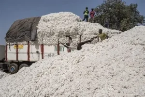 La filière cotonnière en déclin au Tchad
