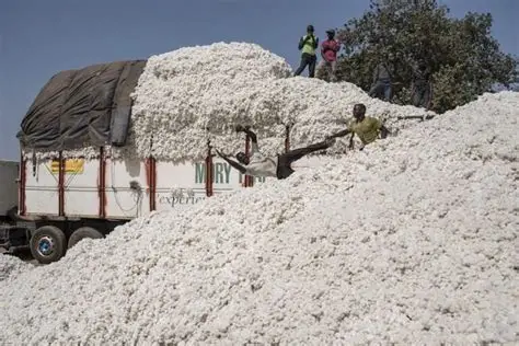 La filière cotonnière en déclin au Tchad