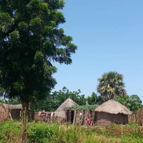 Mayo Kebbi Est: Un Homme coupe ses parties intimes