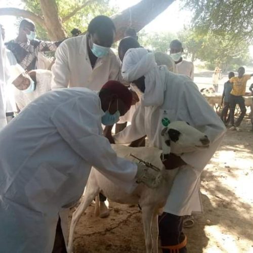 Tchad: campagne de vaccination contre la peste de petit ruminants