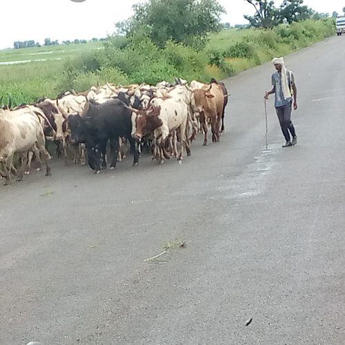A Ndjamena: La divagation des animaux prend de l’ampleur