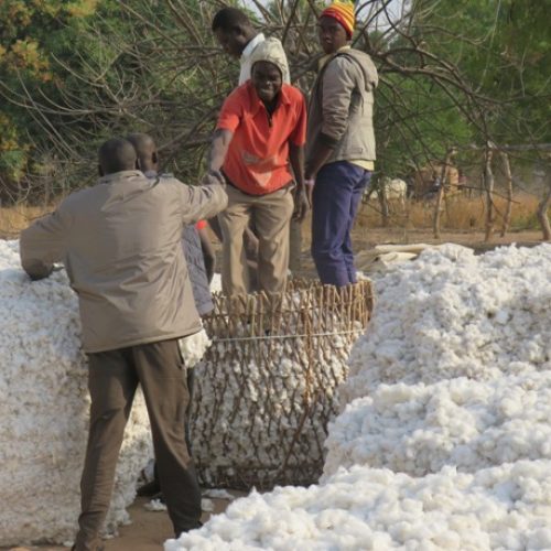 Tchad: le Maréchal Deby ordonne le paiement des producteurs de coton
